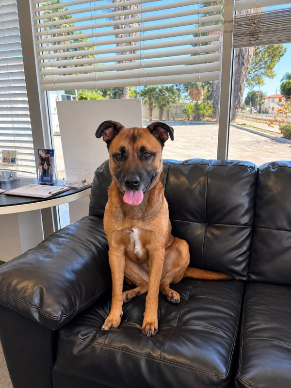 Smokey - Foster or Adopt Me!