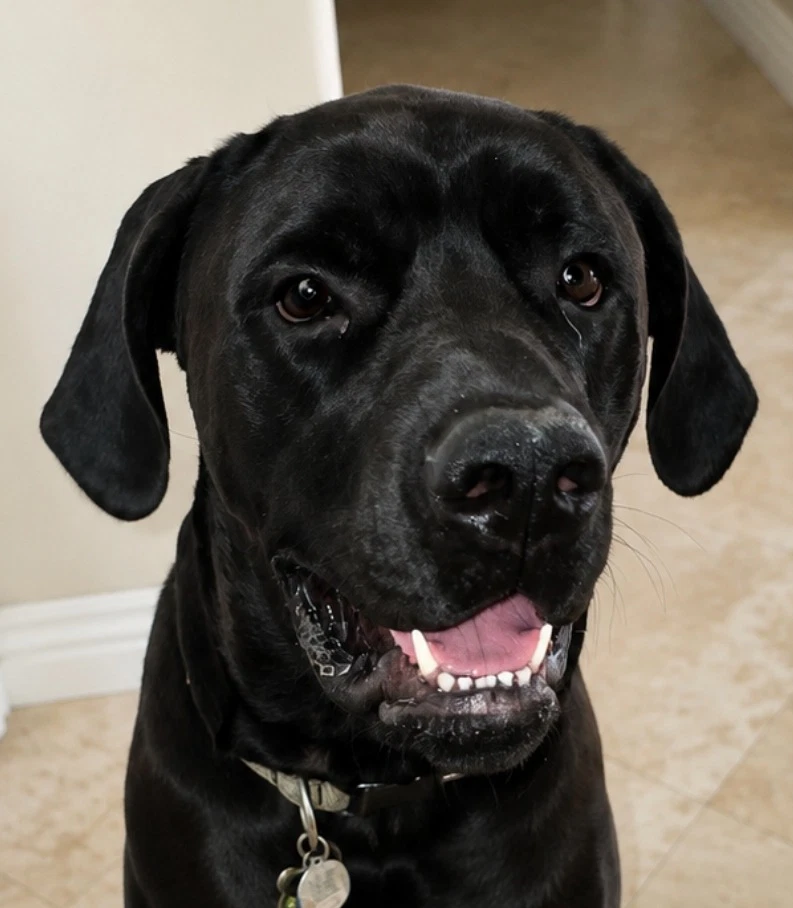 George Courtesy Post Foster Or Adopt Me