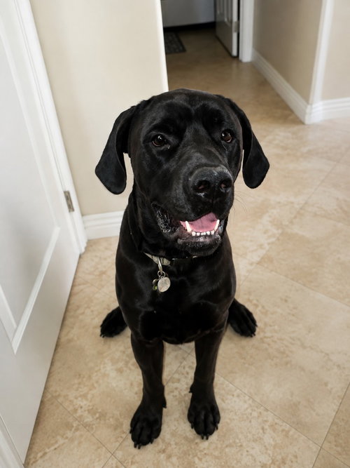 Photo 2 of George (Courtesy Post) Foster or Adopt Me!
