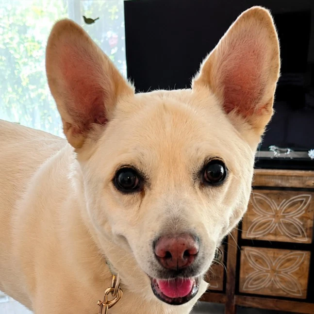 Ooyoo - Foster Or Adopt Me