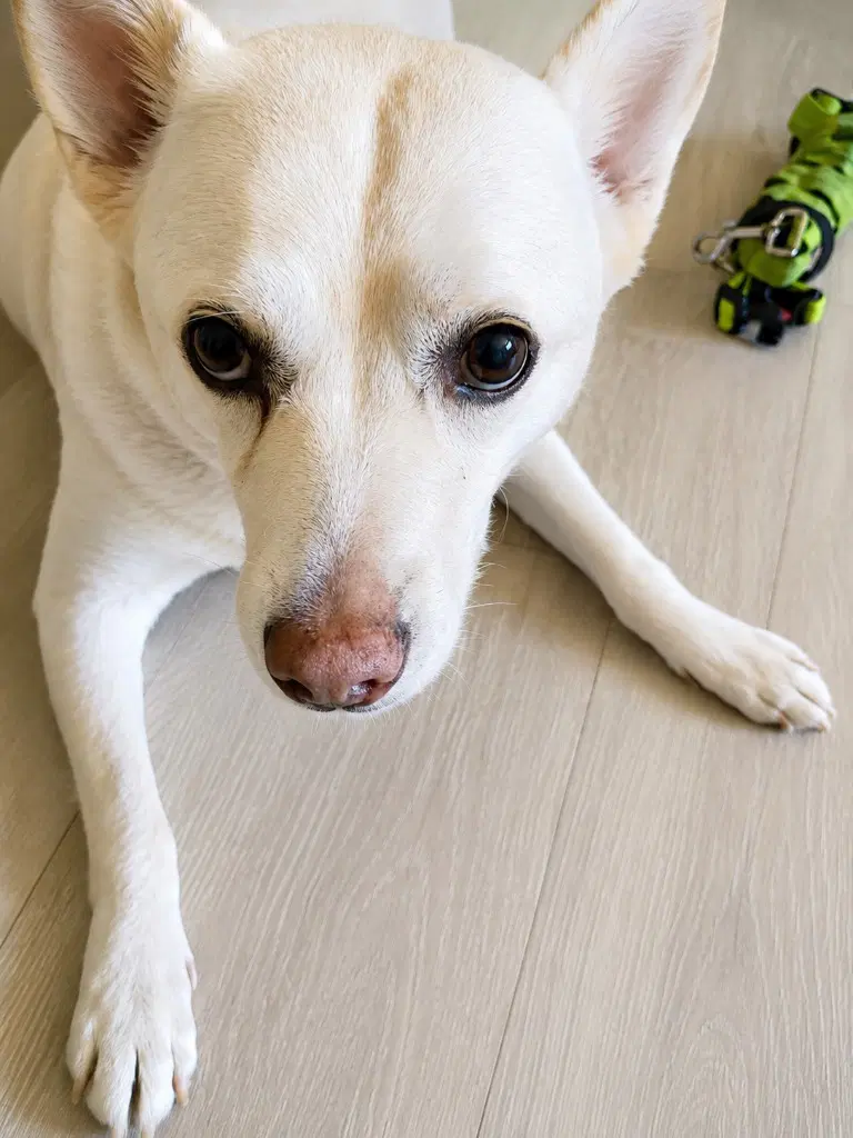 Ooyoo - Foster Or Adopt Me image 3