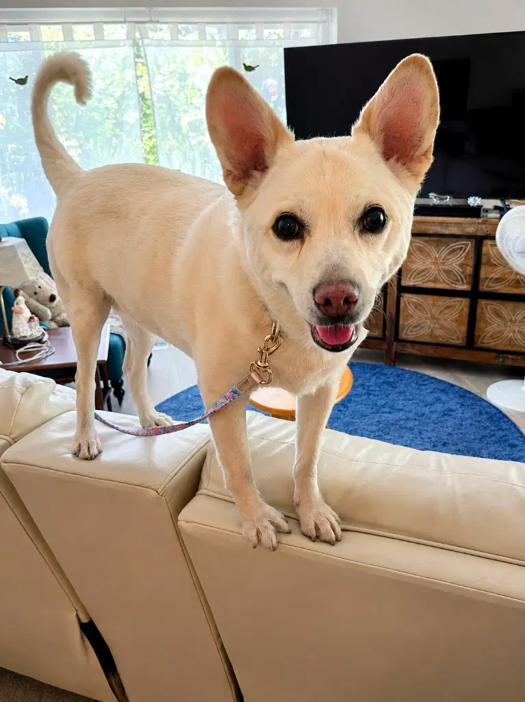 Ooyoo - Foster Or Adopt Me image 4