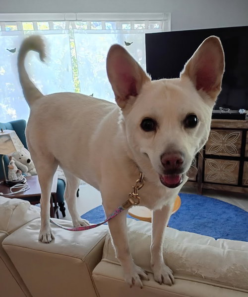 Photo 2 of OoYoo - Foster or Adopt Me!