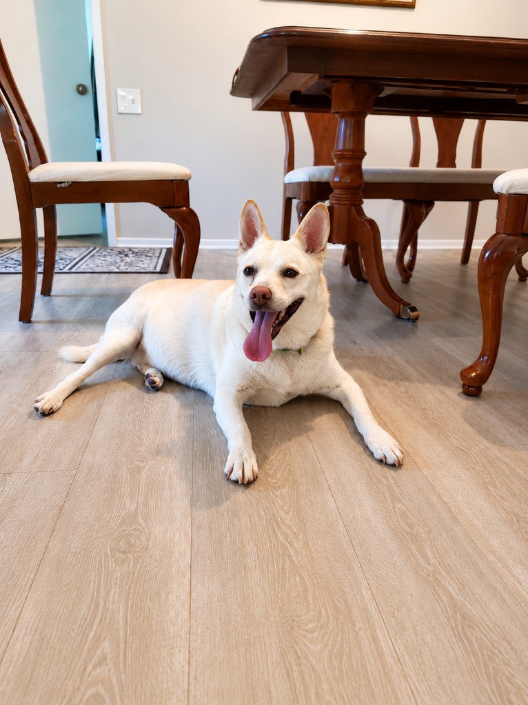 OoYoo - Foster or Adopt Me!, photo 2