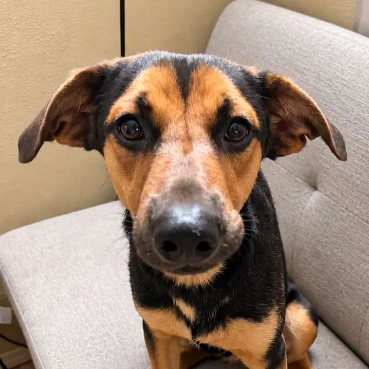 Bowie - Courtesy Post Foster Or Adopt Me image 1
