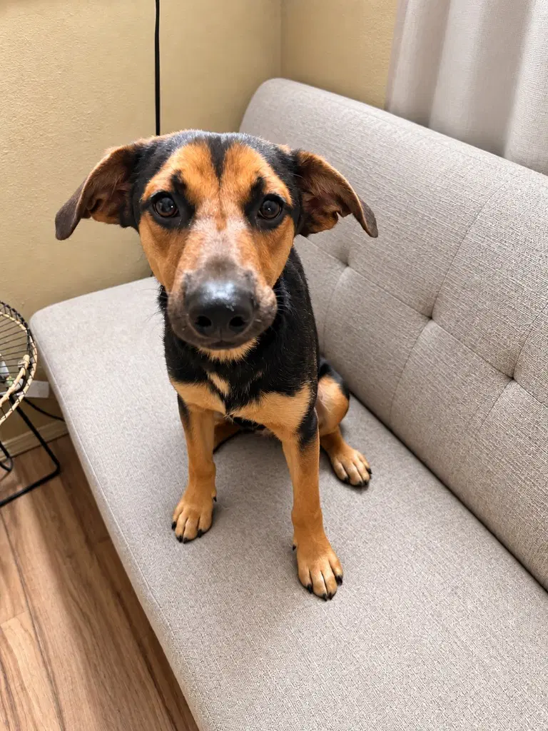 Bowie - Courtesy Post Foster Or Adopt Me image 2