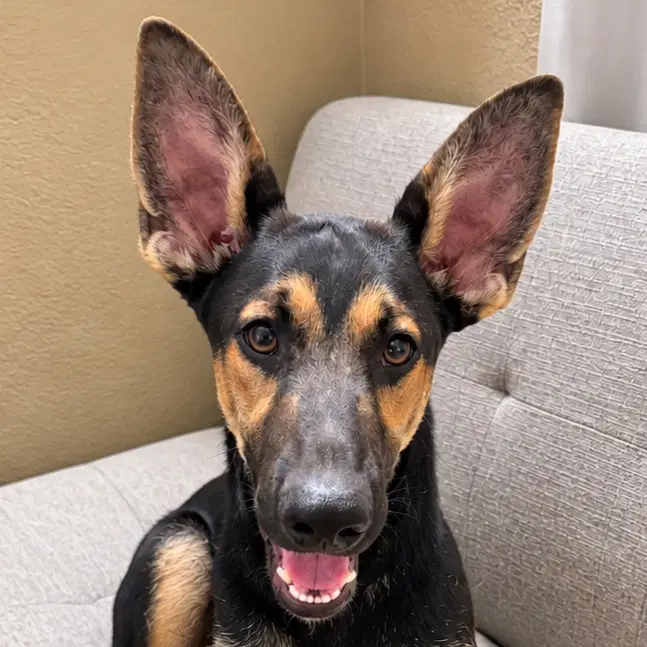 Huxley - Courtesy Post Foster Or Adopt Me - German Shepherd Dog