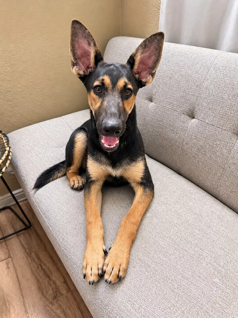 Huxley - Courtesy Post Foster Or Adopt Me image 2