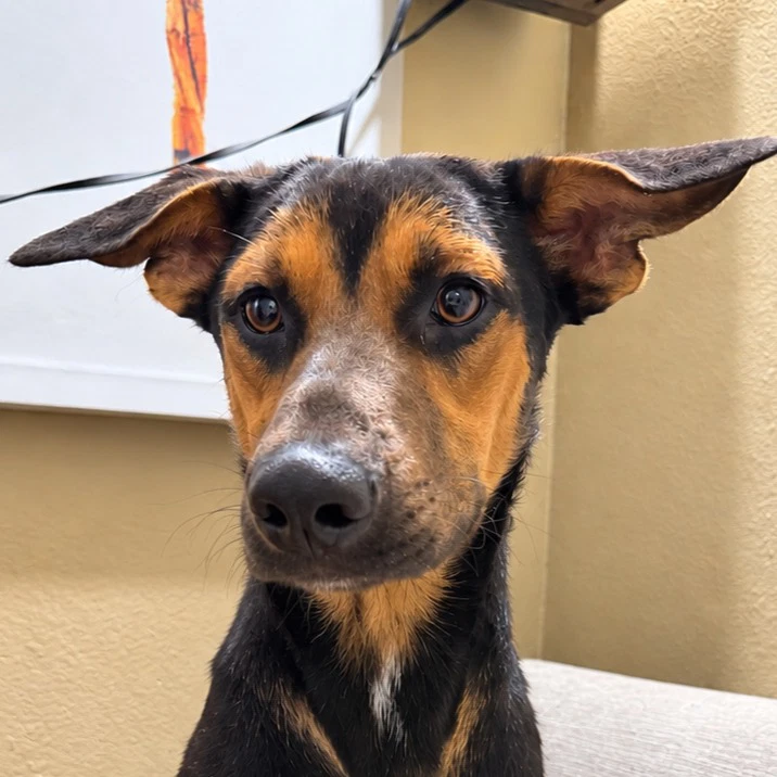 Nash Courtesy Post Foster Or Adopt Me