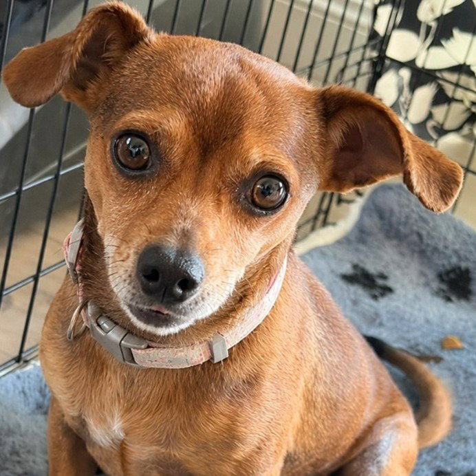 Nugget - Adopt Me!, Chihuahua