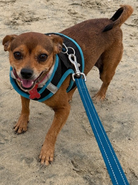 Photo 2 of Nugget - Adopt Me!