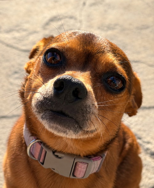 Photo 3 of Nugget - Adopt Me!