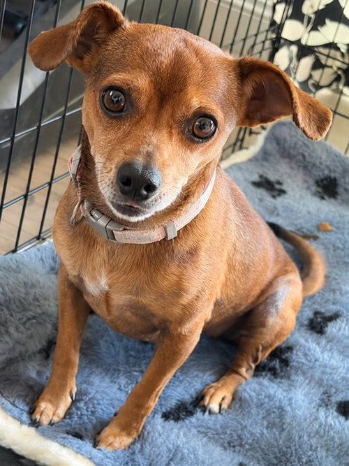 Photo 4 of Nugget - Adopt Me!