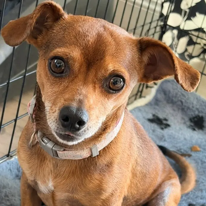 Nugget - Chihuahua