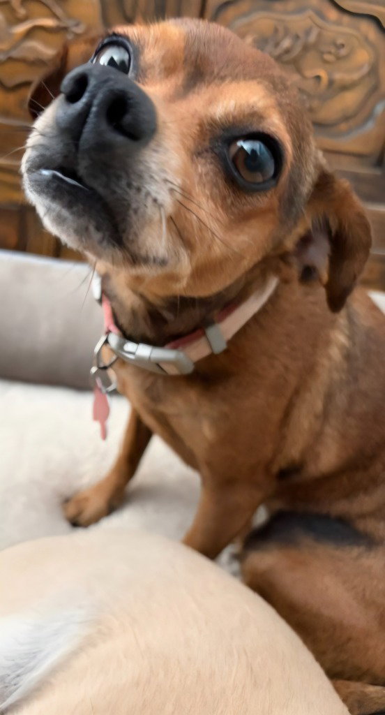 Nugget - Adopt Me!, photo 2