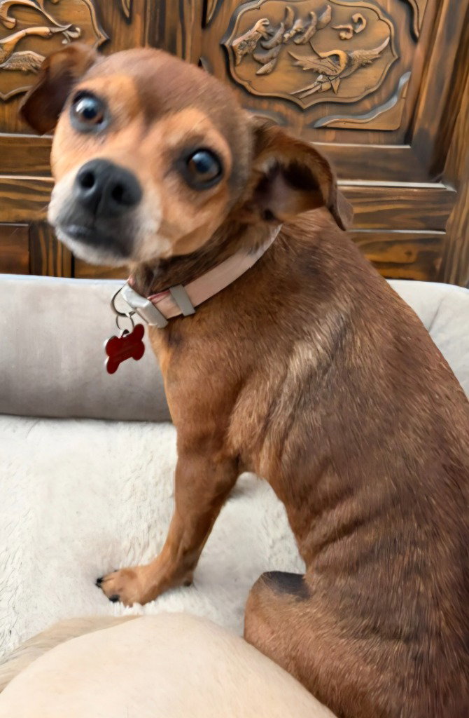 Nugget - Adopt Me!, photo 3