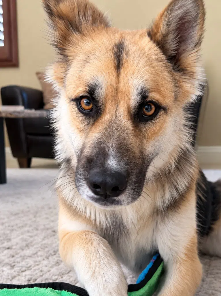 Atzi Courtesy Post Adopt Me - Shepherd