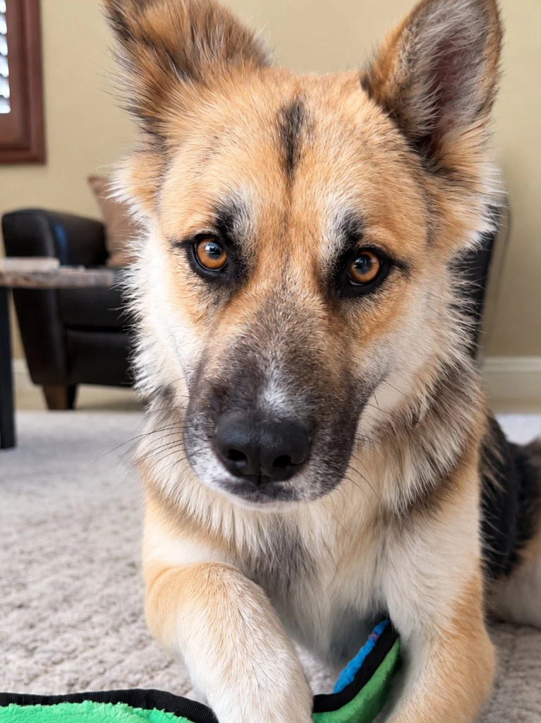 Atzi Courtesy Post Adopt Me
