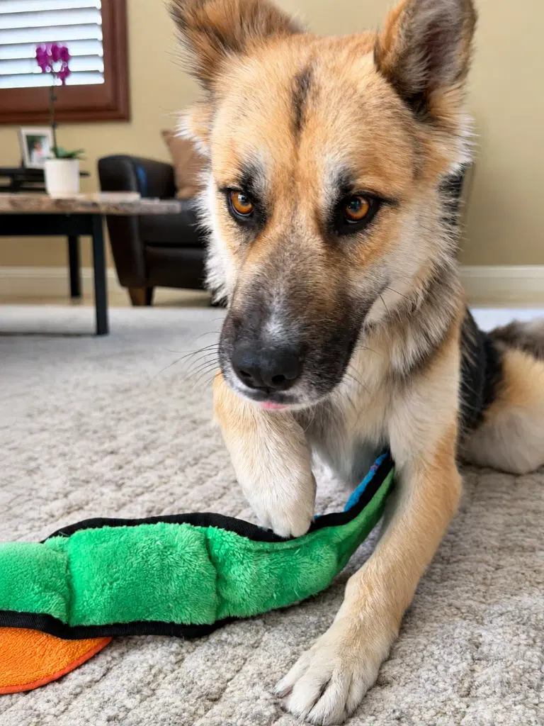 Atzi Courtesy Post Adopt Me image 3
