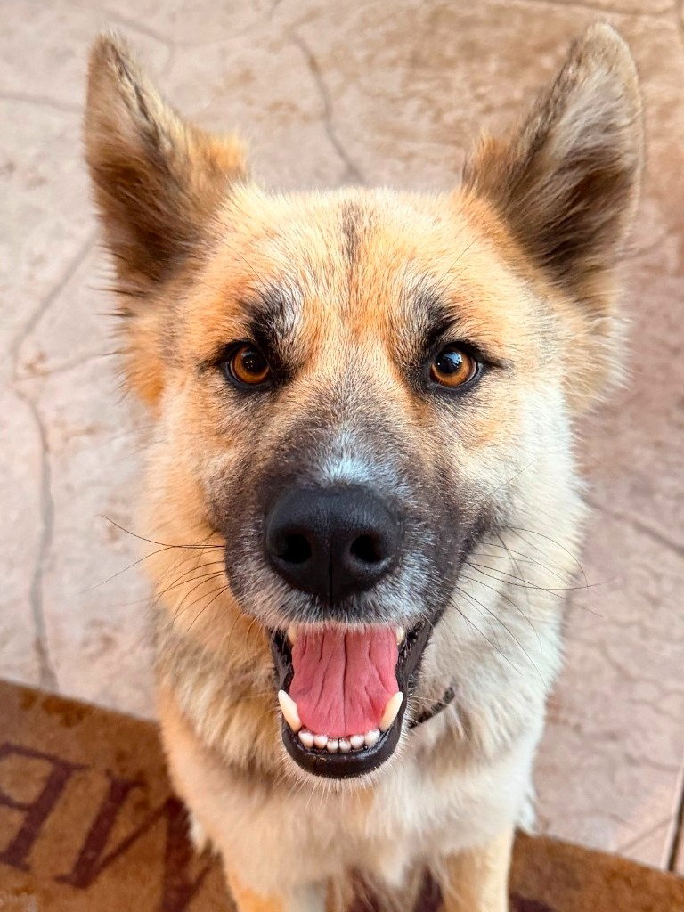 Atzi (Courtesy Post) Adopt Me!, Shepherd