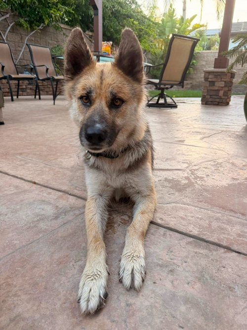 Photo 3 of Atzi (Courtesy Post) Adopt Me!