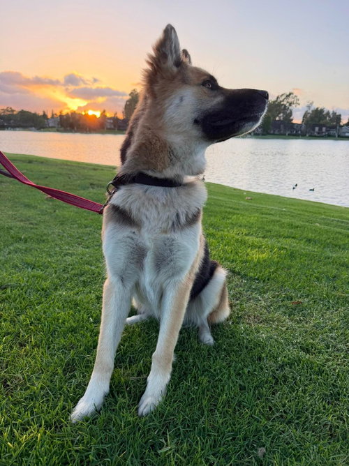 Photo 4 of Atzi (Courtesy Post) Adopt Me!