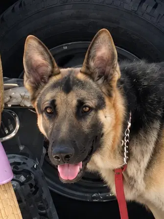 Freeman - Adopt Me - German Shepherd Dog