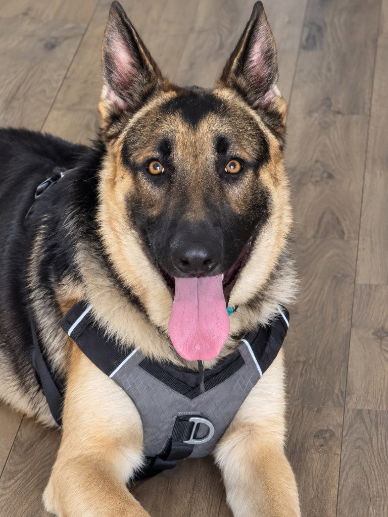 Freeman - Adopt Me!, German Shepherd Dog
