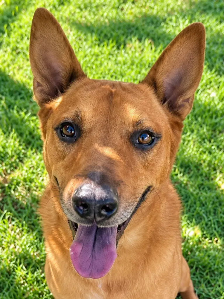 Rowley - Adopt Me - Shepherd