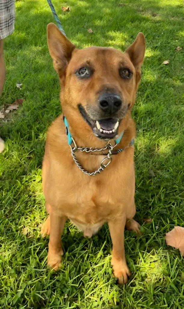 Rowley - Adopt Me image 4
