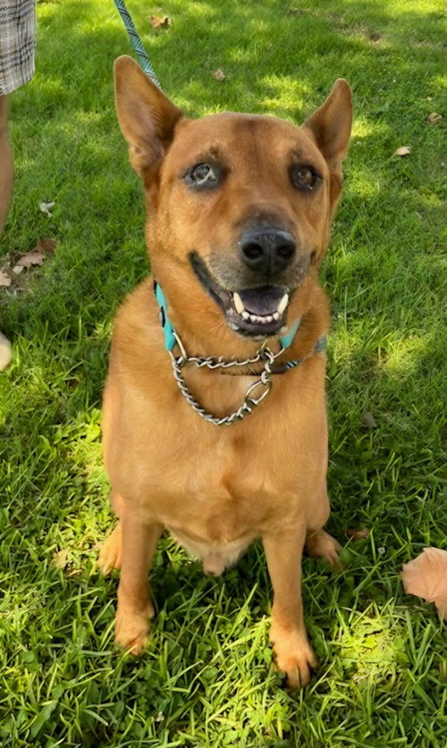 Photo 4 of Rowley - Adopt Me!