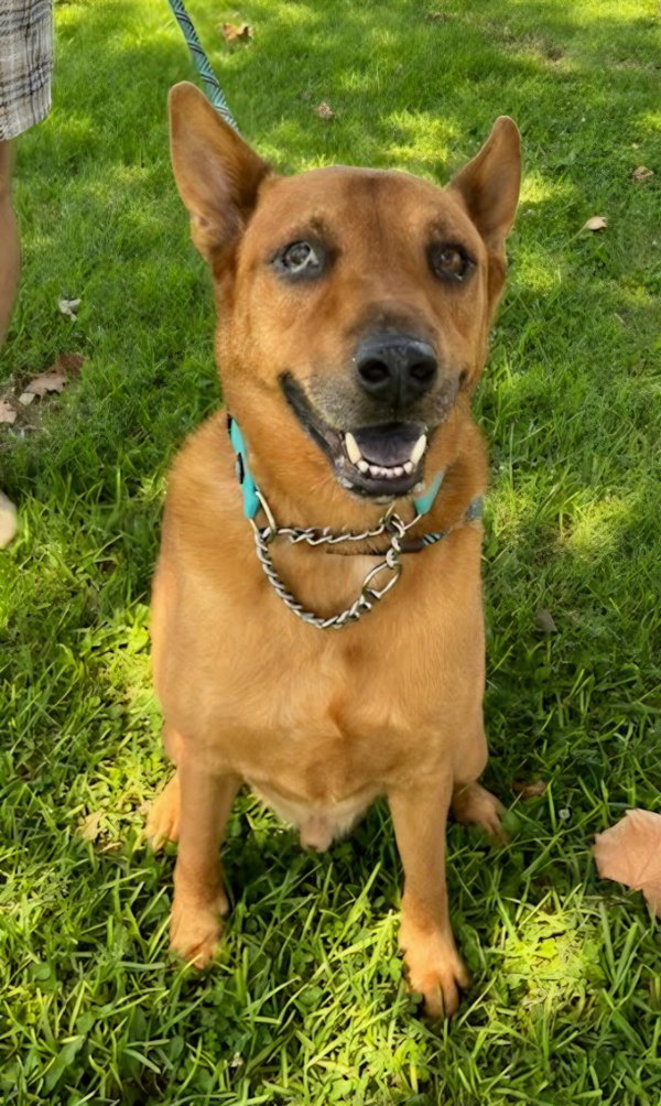 Rowley - Adopt Me!