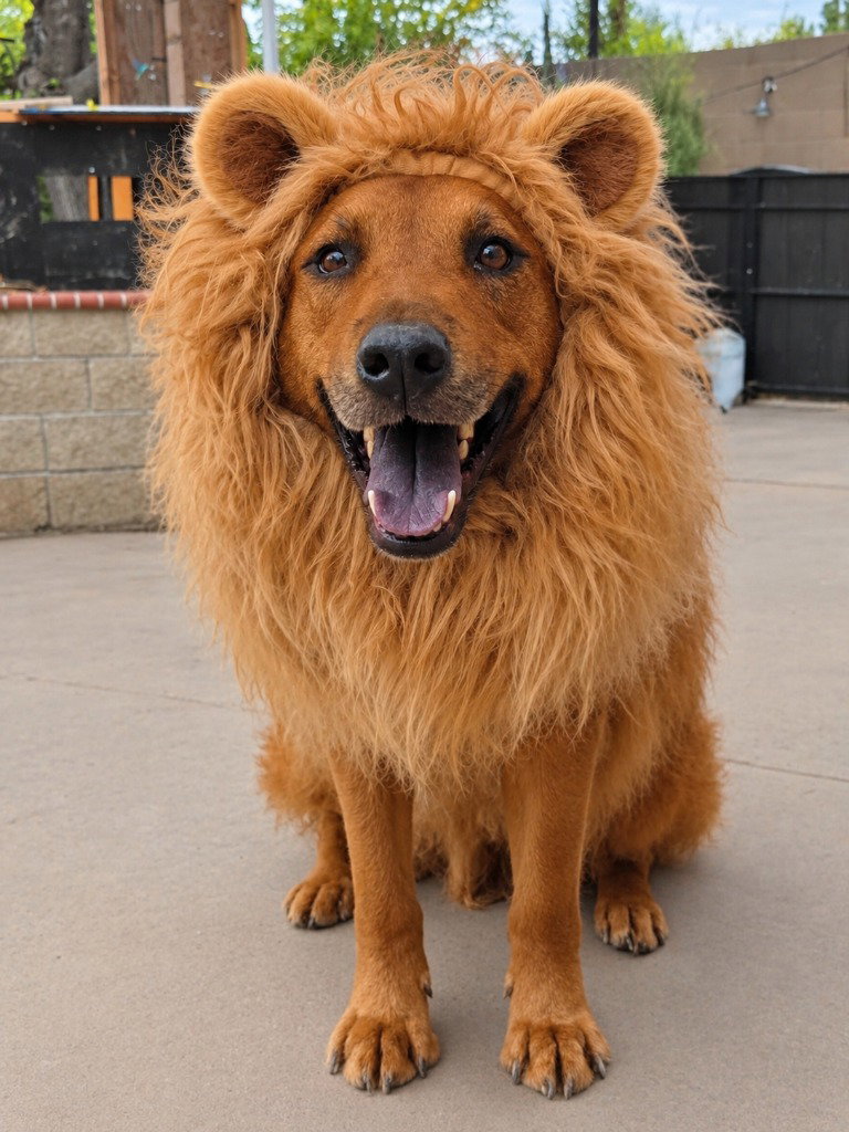 Rowley - Adopt Me!, photo 2