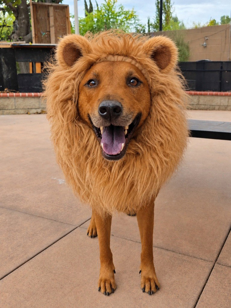 Rowley - Adopt Me!, photo 3