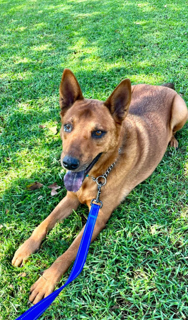 Rowley - Adopt Me!, photo 4