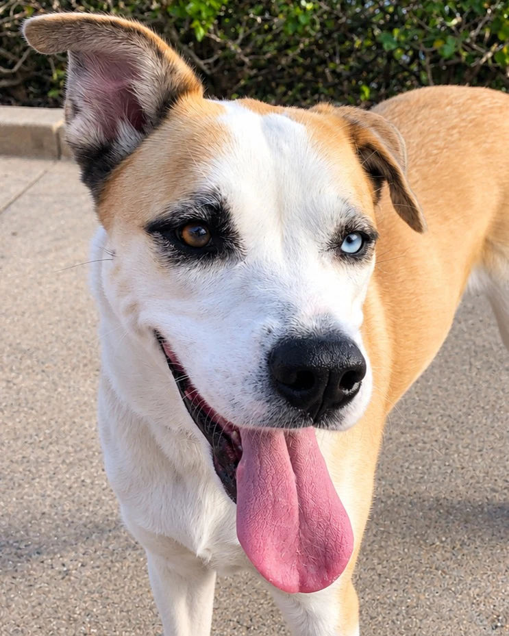 Cody Courtesy Post Adopt Me