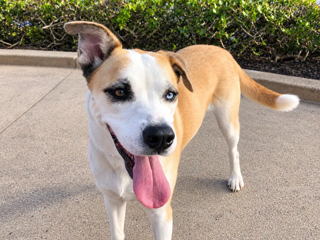Cody Courtesy Post Adopt Me image 3