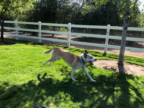 Cody (Courtesy Post) Adopt Me!