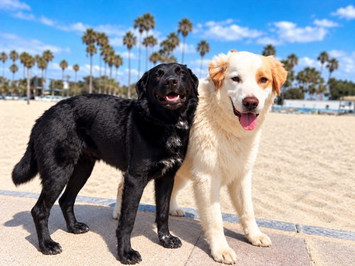 Osito and Cloud (Courtesy Post), a dog for adoption from The Little Red Dog, Inc