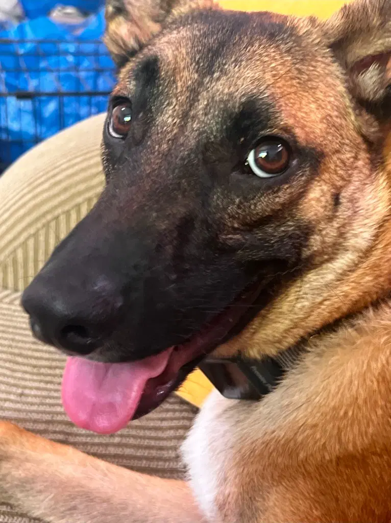 Sparrow Courtesy Post Foster Or Adopt Me - German Shepherd Dog