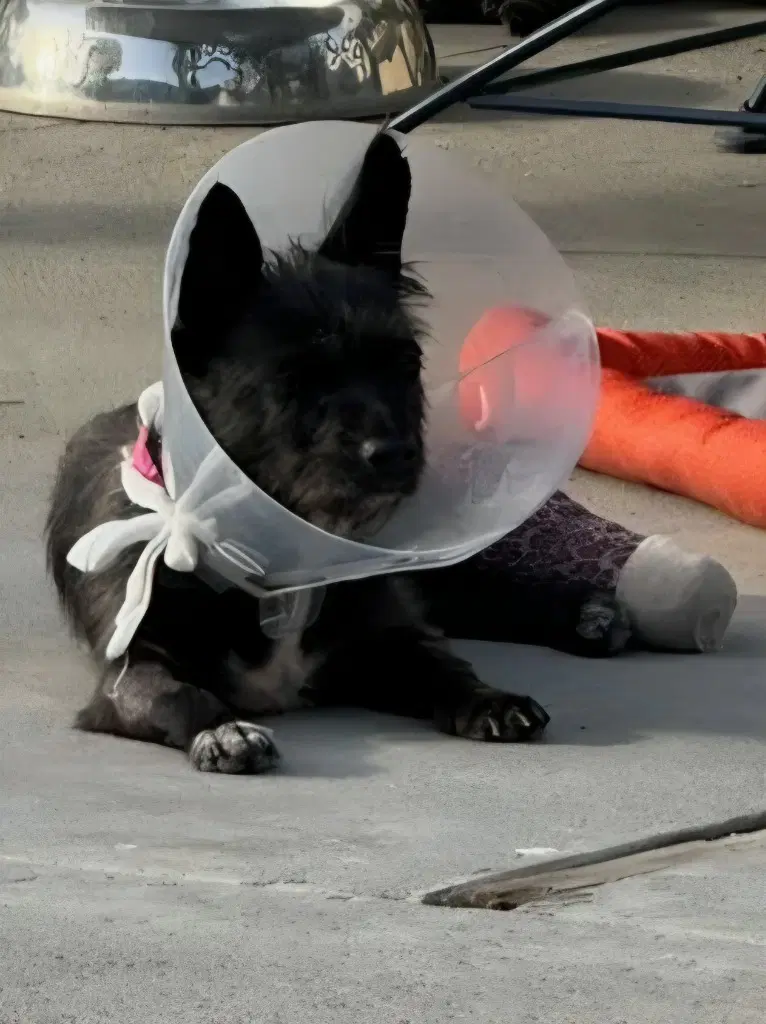 Nina - Adopt Me image 3