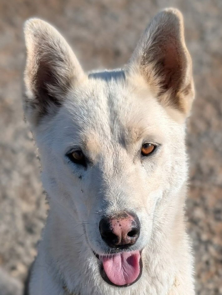 Diesel - (Courtesy Post) Adopt Me!