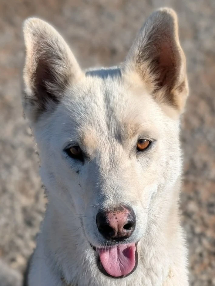 Diesel - Courtesy Post Adopt Me