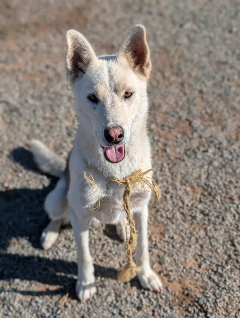 Diesel - Courtesy Post Adopt Me image 3