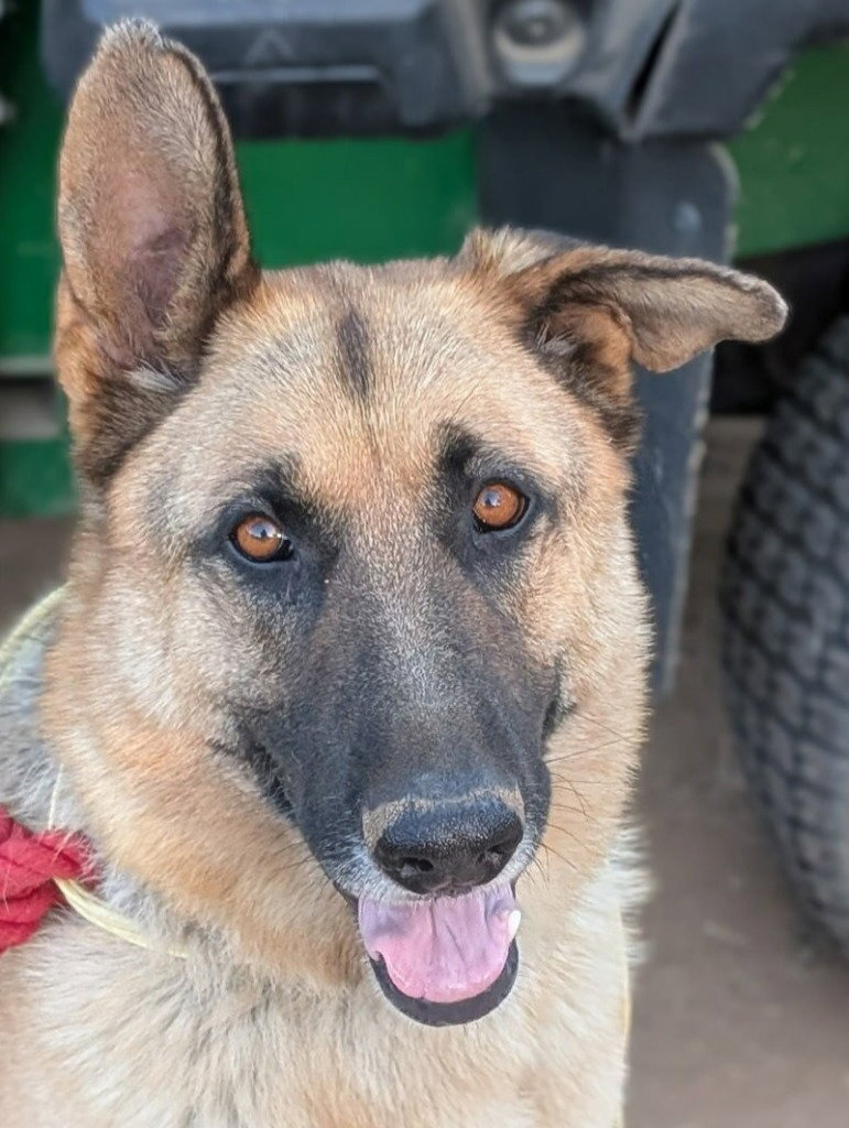 Polo- (Courtesy Post) Adopt Me!