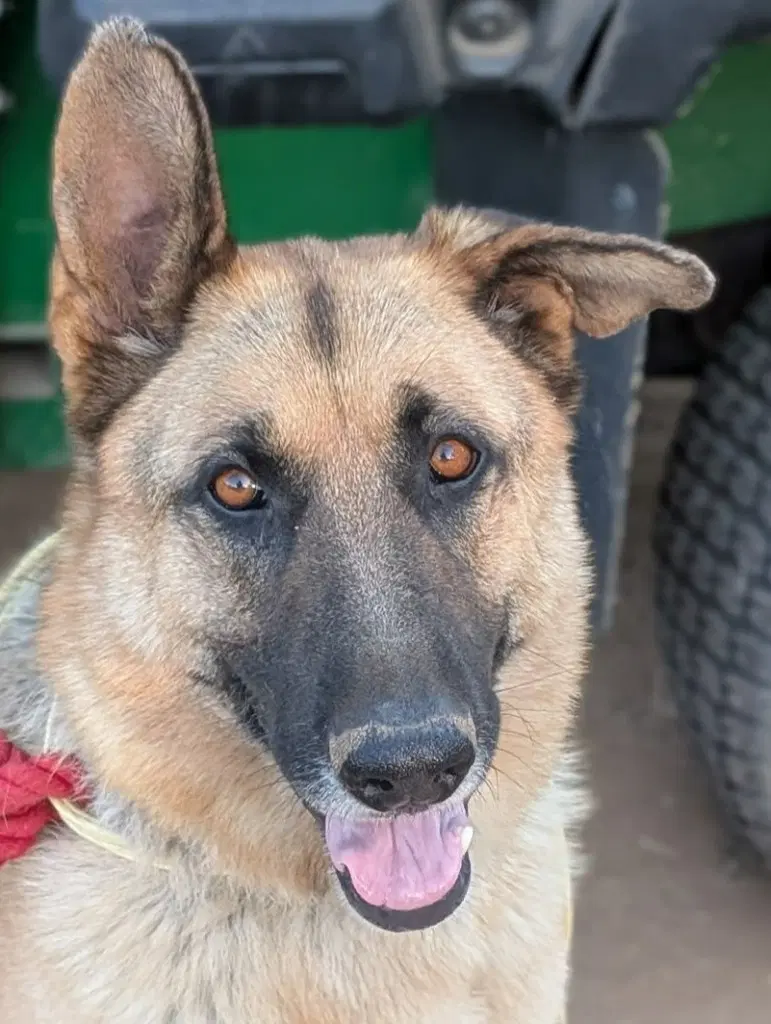 Polo- Courtesy Post Adopt Me - German Shepherd Dog
