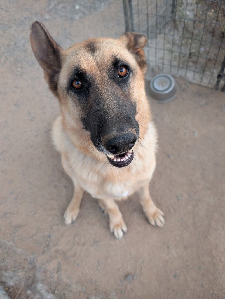 Polo- (Courtesy Post) Adopt Me!, photo 3