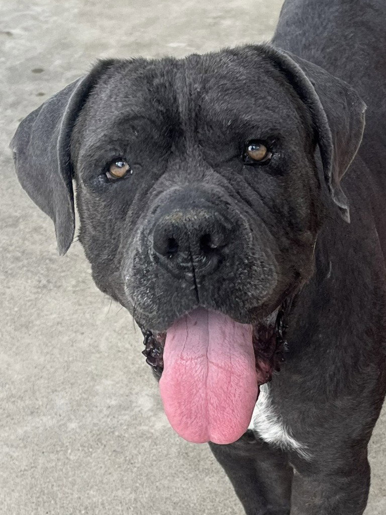 Argos (Courtesy Post) Adopt Me!
