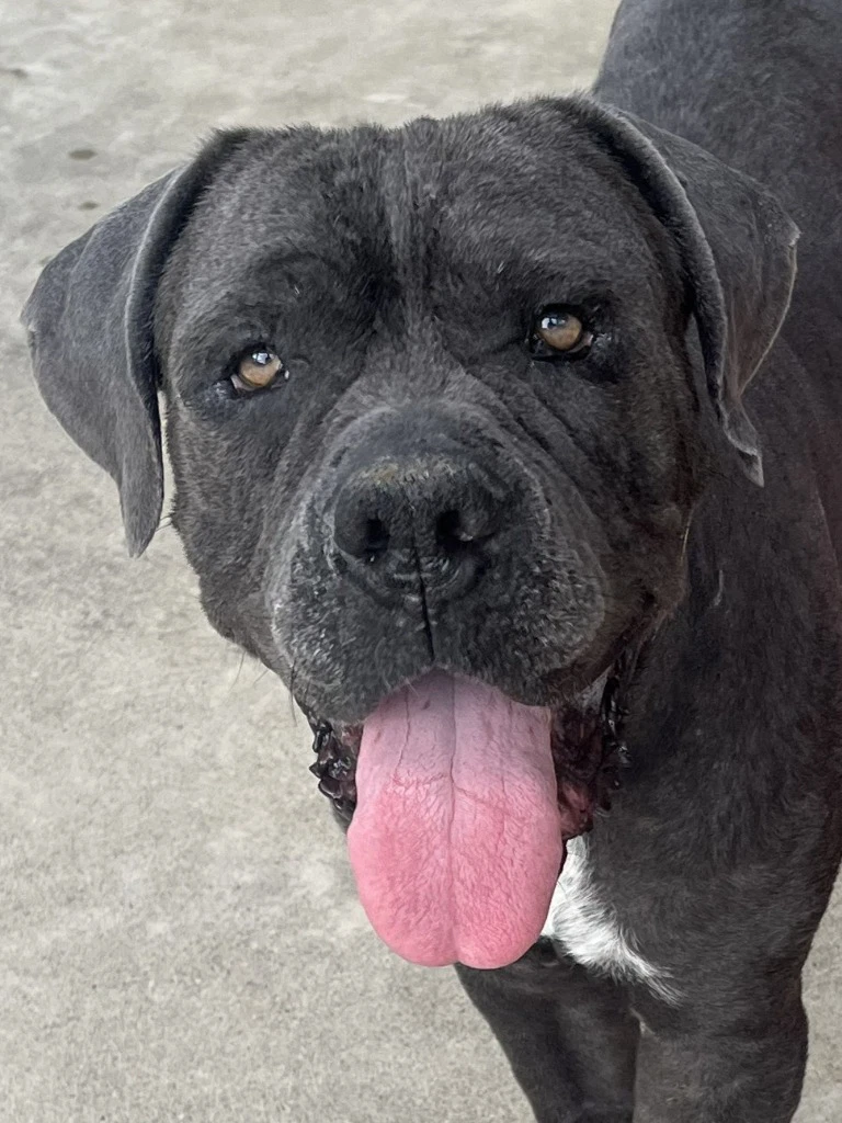 Argos Courtesy Post Adopt Me