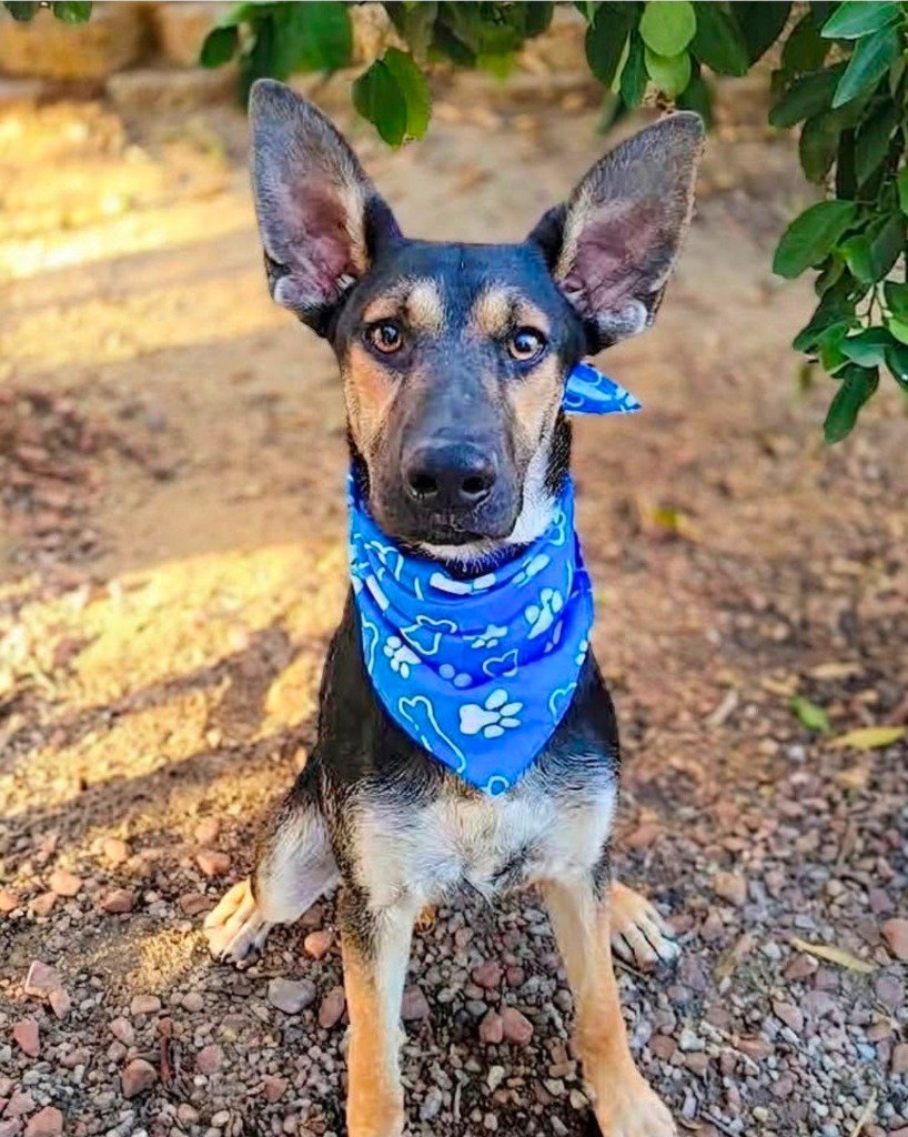 Huxley - (Courtesy Post) Adopt Me!